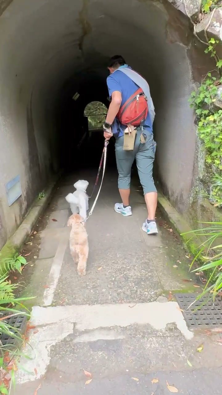 トンネルの中を2匹の犬と歩く