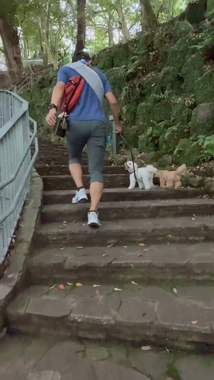 苔むした石段を上る犬2匹と飼い主