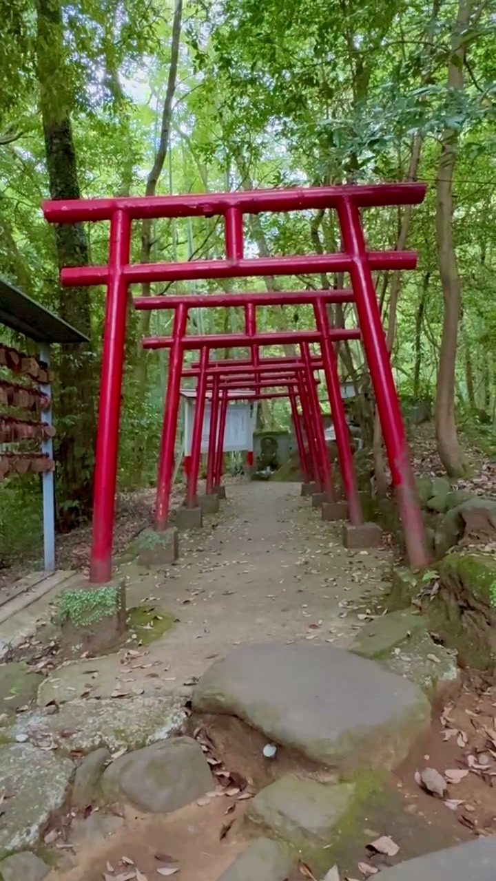 緑の森の中に連なる狸福神社の赤い鳥居