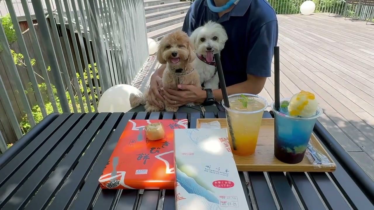 テラス席でドリンクと和菓子、膝の上に犬2匹