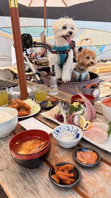 テラス席のテーブルに並んだ刺身御膳と漬け丼、横のペットカートに犬2匹