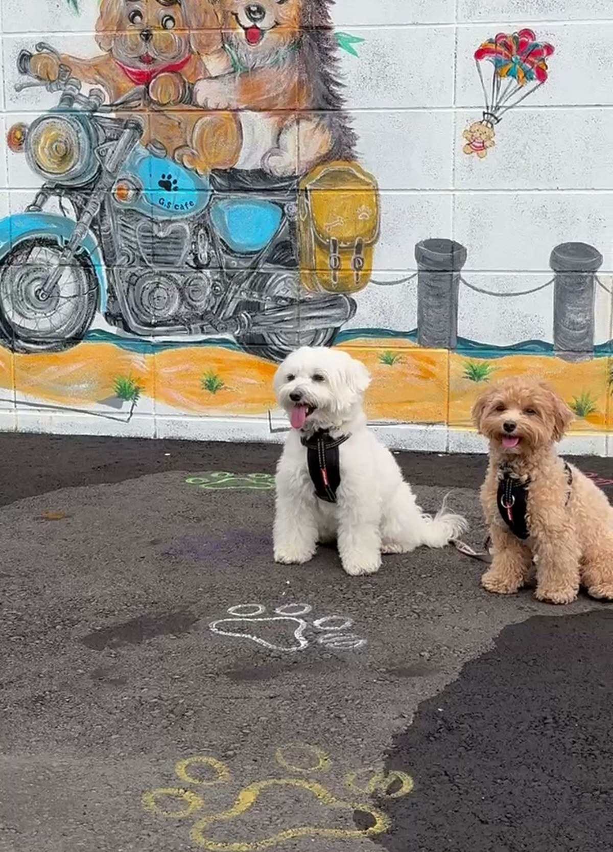 バイクに乗った犬の壁画の前でおすわりするマルチーズとマルプー