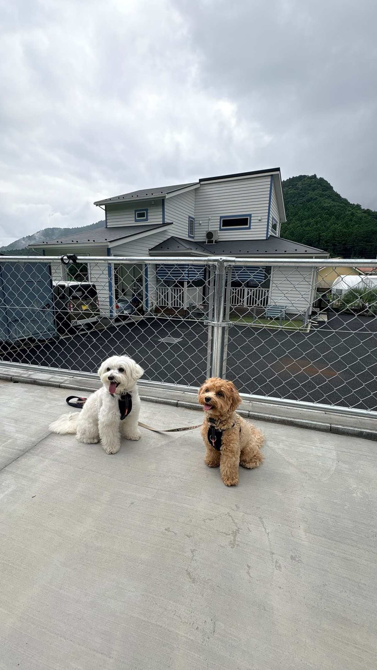 G.S Cafeの建物と山を背にしたマルチーズとマルプー