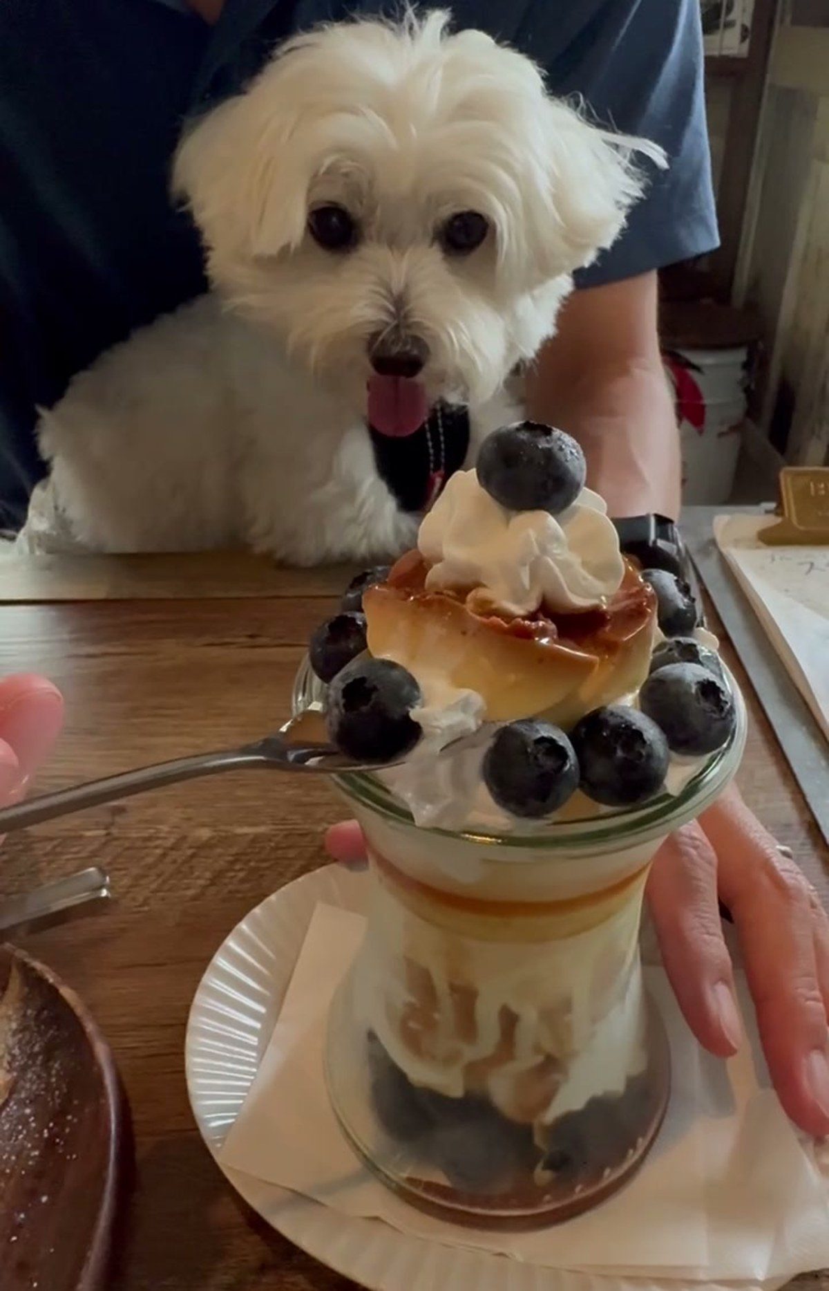 パフェをじっと見つめる愛犬
