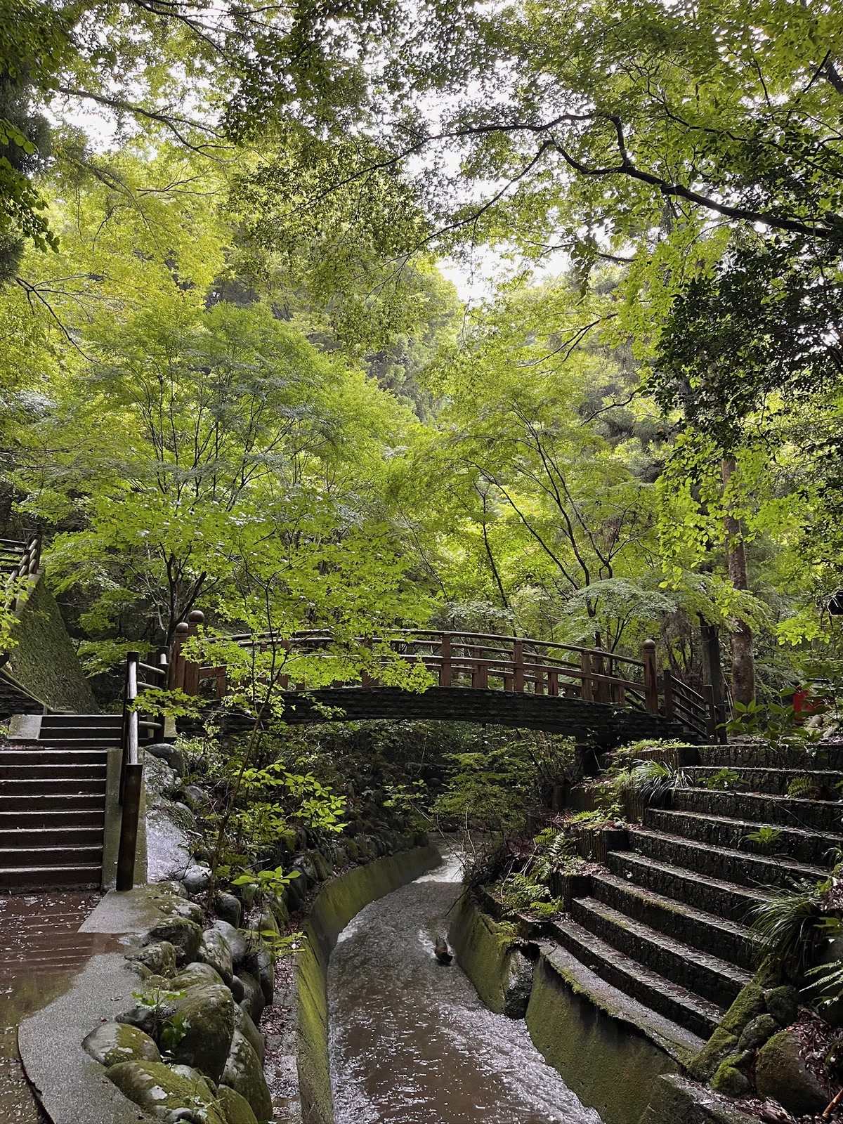 渓流沿いに整備された遊歩道と石段、木の橋
