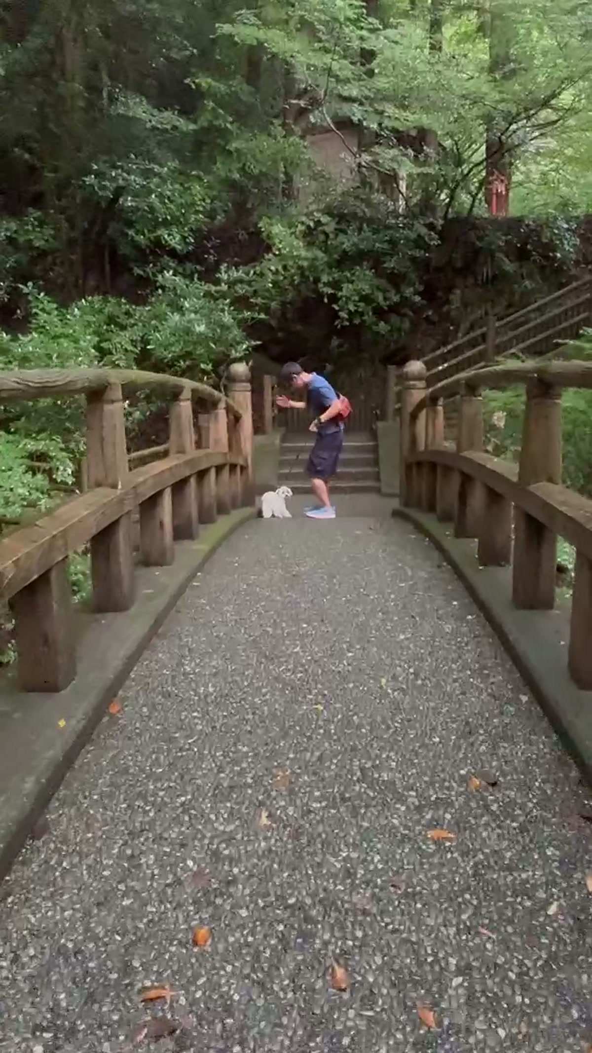 木の欄干がある太鼓橋を渡る。小さな白い犬が自分で歩いている