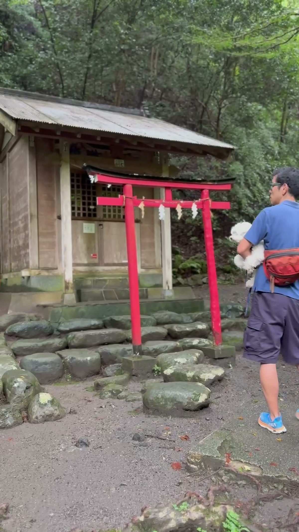 杉林のなかに立つ朱塗りの鳥居と社