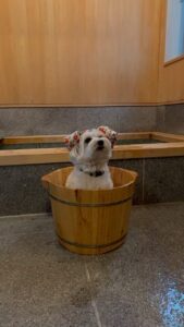 客室の温泉で足湯桶に入った白い犬