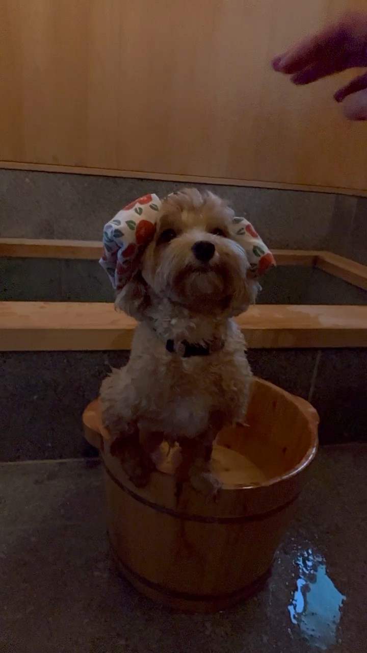 足湯桶に入って手ぬぐいを頭にのせた茶色い犬
