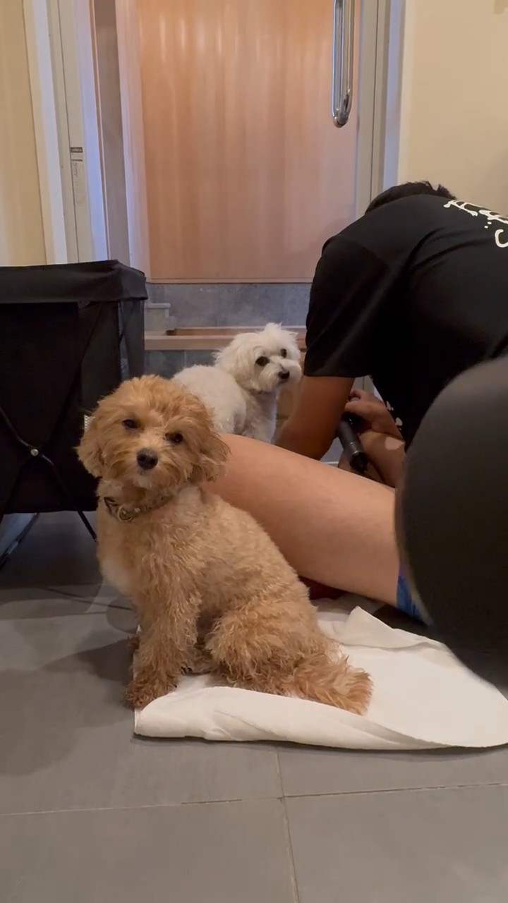 お風呂上がりにタオルの上に座る2匹の犬