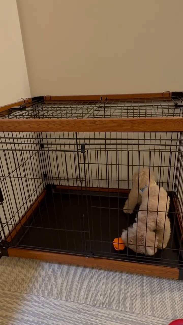 部屋に用意されていたケージと中の犬