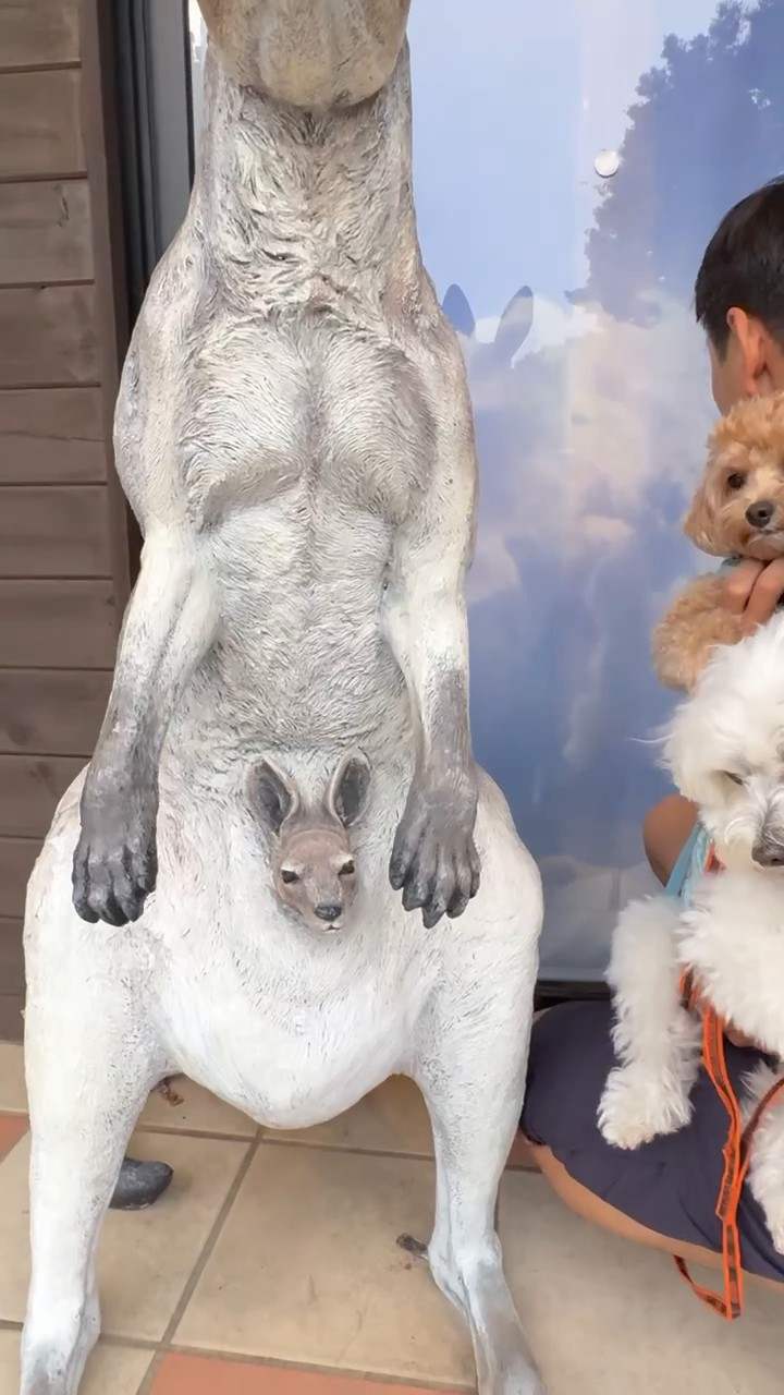 カンガルーの像と2匹の犬