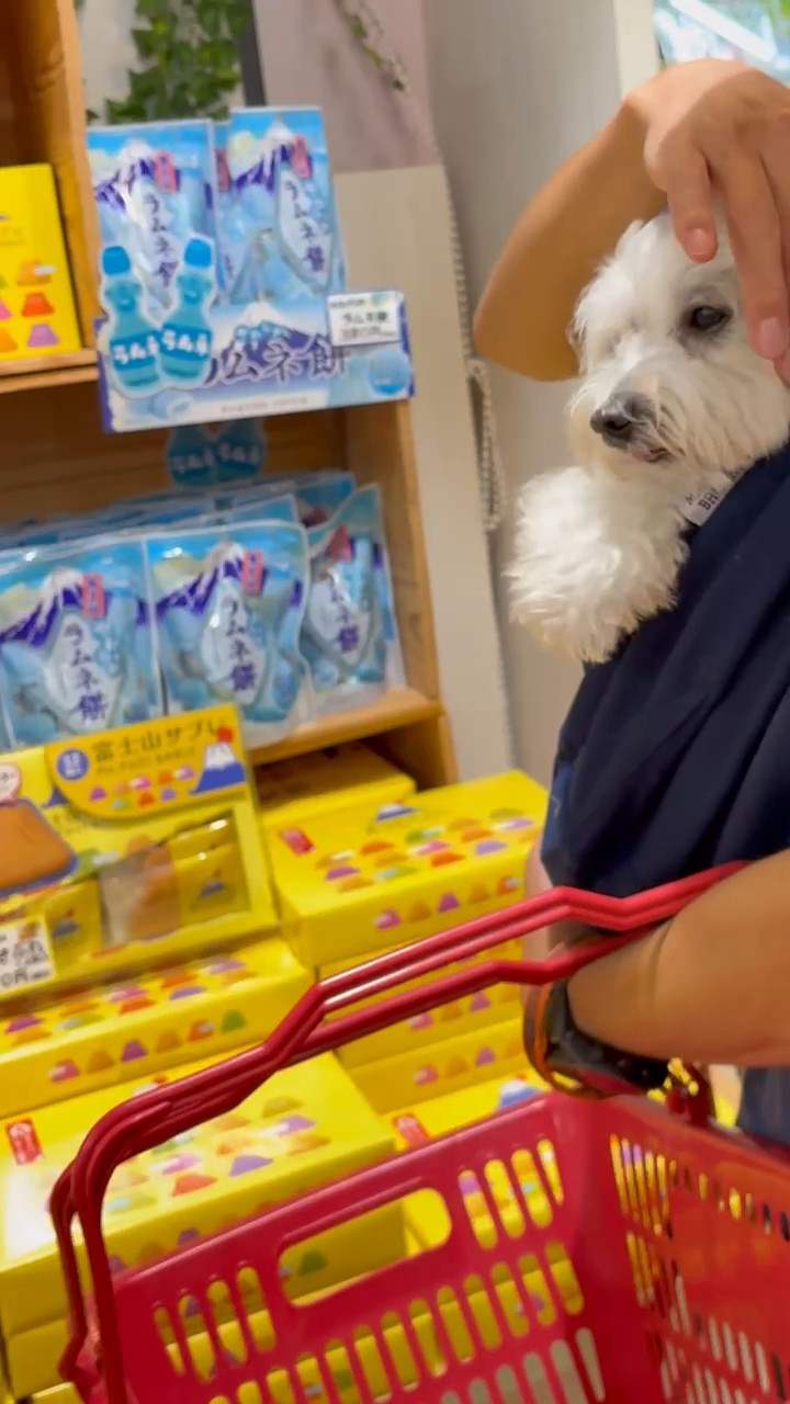 店内で犬を抱いて買い物