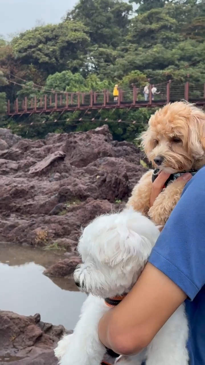 門脇つり橋を背にして2匹の犬を抱く