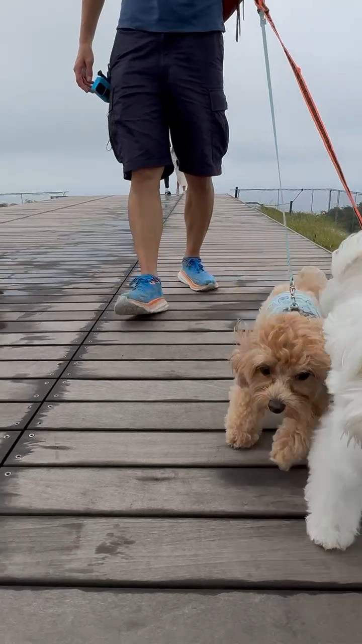 ボードウォークをリードで歩く2匹の犬