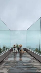 小室山の展望ブリッジに並んで座る2匹の犬