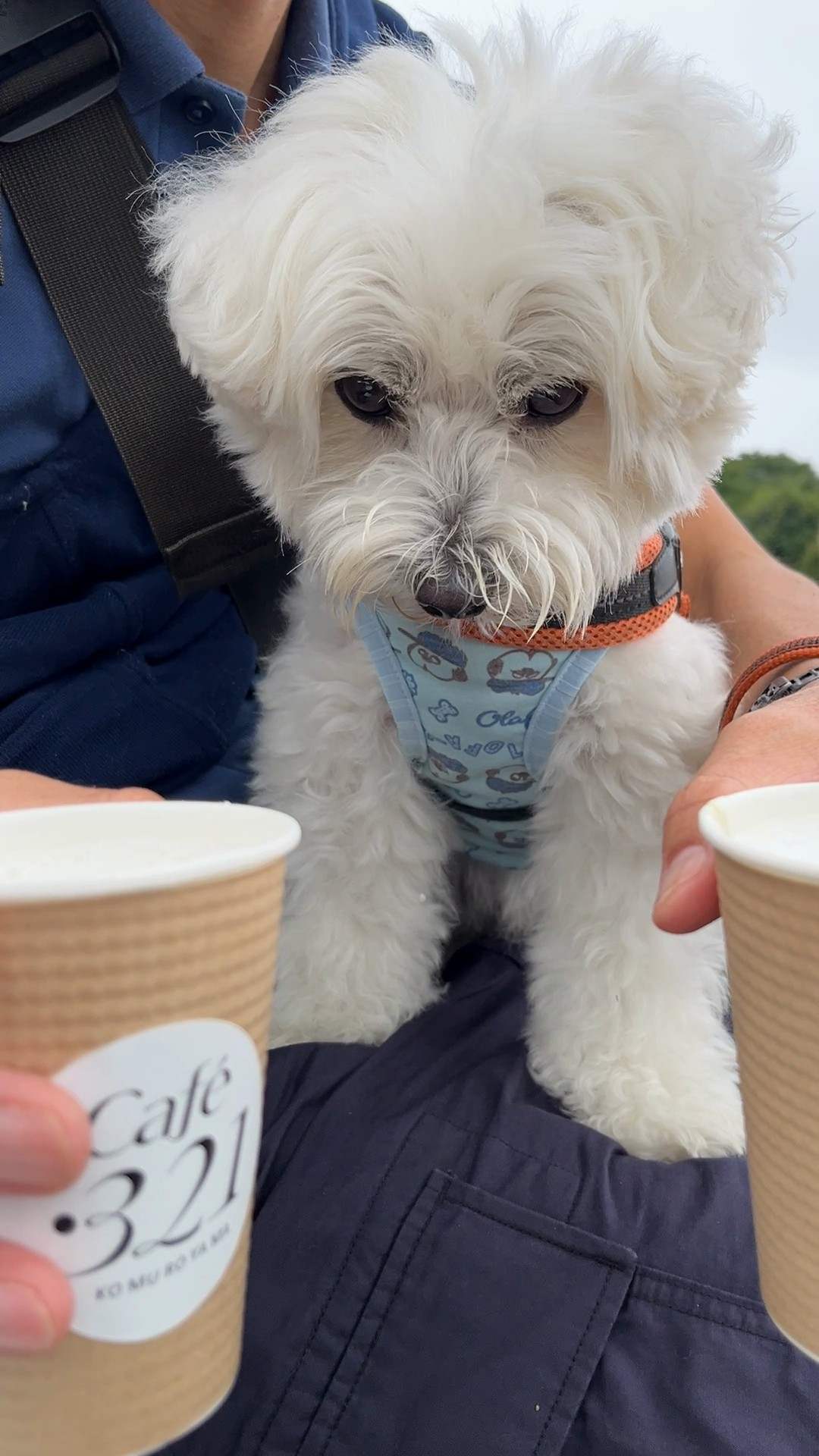 Café･321のカップを持つ手と白い犬