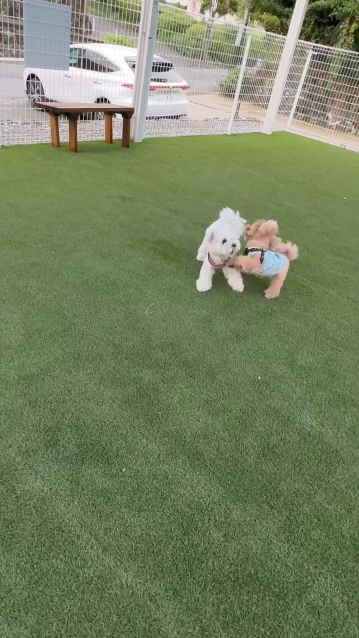 ドッグランを走ってくる2匹の犬